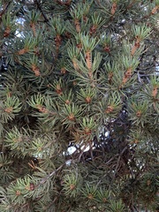 Pinus edulis