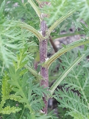 Artemisia gmelinii