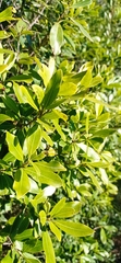 Lithraea brasiliensis