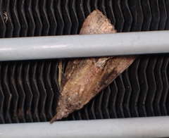 Hypena