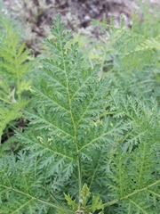 Artemisia gmelinii