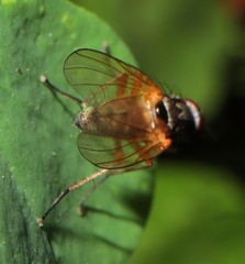 Anthomyiidae