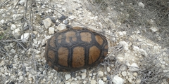 Terrapene carolina mexicana