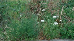 Daucus