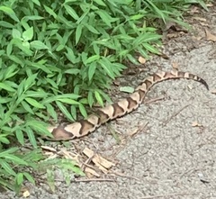 Agkistrodon contortrix