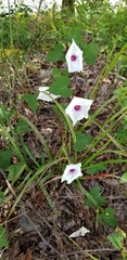 Ipomoea pandurata