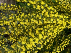 Acacia acinacea