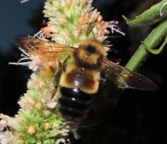 Bombus affinis