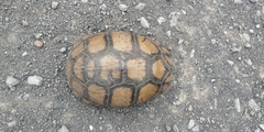 Terrapene carolina mexicana