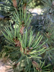Pinus edulis
