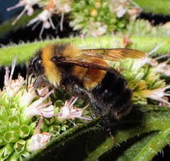 Bombus affinis