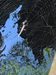 Tetragnatha laboriosa