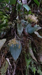 Pleurothallis dunstervillei