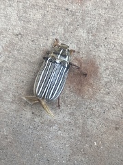 Polyphylla decemlineata