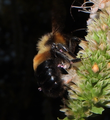 Bombus affinis