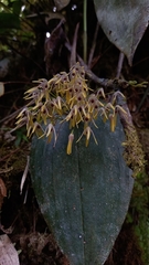Pleurothallis dunstervillei