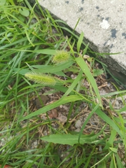 Setaria viridis