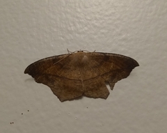 Prochoerodes lineola