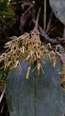 Pleurothallis dunstervillei
