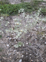 Artemisia jacutica