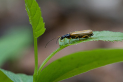 Rhagonycha lignosa