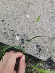 Setaria viridis
