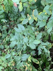 Stigmella rosaefoliella