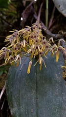 Pleurothallis dunstervillei