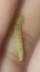 Tenebrionoidea