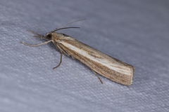 Agriphila tristella