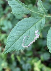 Stigmella rosaefoliella