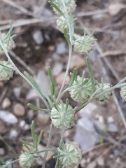 Artemisia jacutica