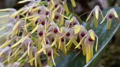 Pleurothallis dunstervillei