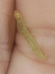 Tenebrionoidea