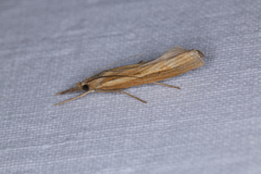 Agriphila tristella