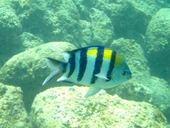Abudefduf vaigiensis