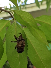 Neotibicen canicularis