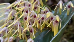 Pleurothallis dunstervillei