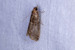 Acrobasis advenella