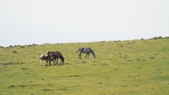 Equus caballus