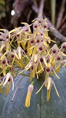 Pleurothallis dunstervillei