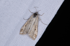 Cataclysta lemnata
