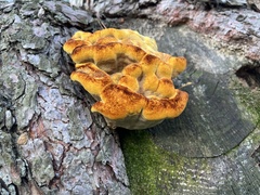 Gloeophyllum sepiarium