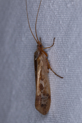 Limnephilus