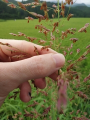 Sorghum