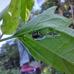 Verrucosa meridionalis