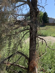 Pinus edulis