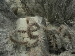 Cylindropuntia