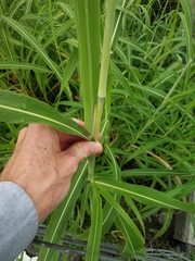 Sorghum