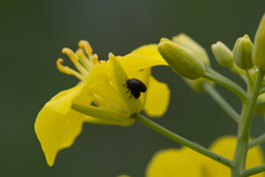 Brassicogethes aeneus